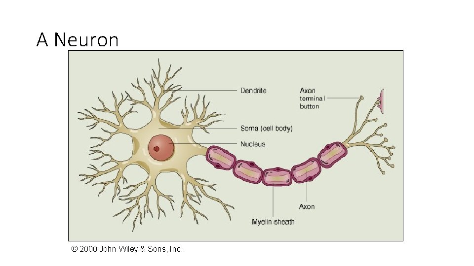 A Neuron © 2000 John Wiley & Sons, Inc. 