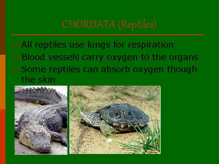 CHORDATA (Reptiles) All reptiles use lungs for respiration p Blood vessels carry oxygen to