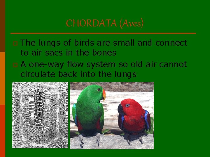 CHORDATA (Aves) The lungs of birds are small and connect to air sacs in