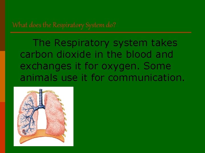 What does the Respiratory System do? The Respiratory system takes carbon dioxide in the