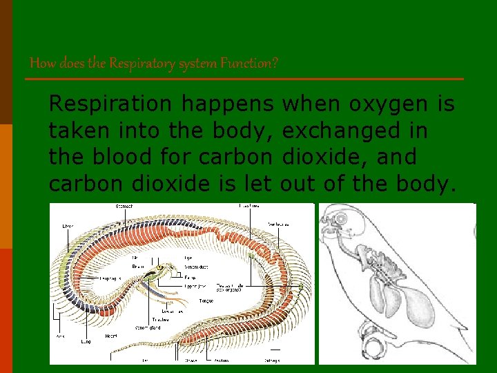 How does the Respiratory system Function? Respiration happens when oxygen is taken into the