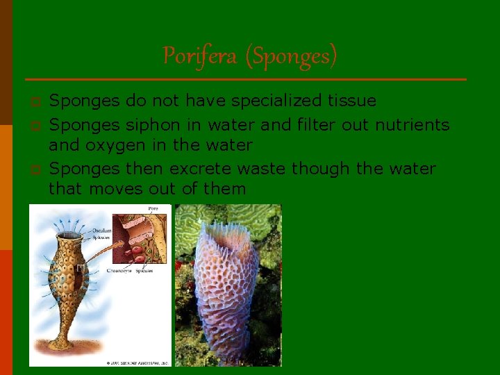 Porifera (Sponges) p p p Sponges do not have specialized tissue Sponges siphon in