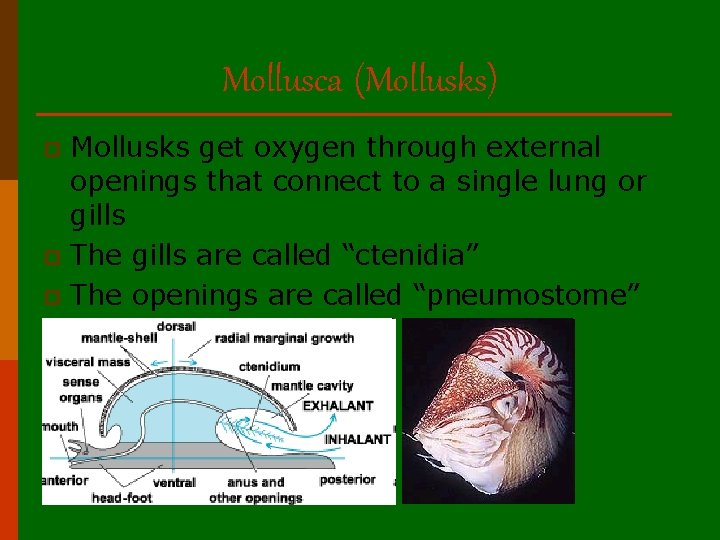Mollusca (Mollusks) Mollusks get oxygen through external openings that connect to a single lung