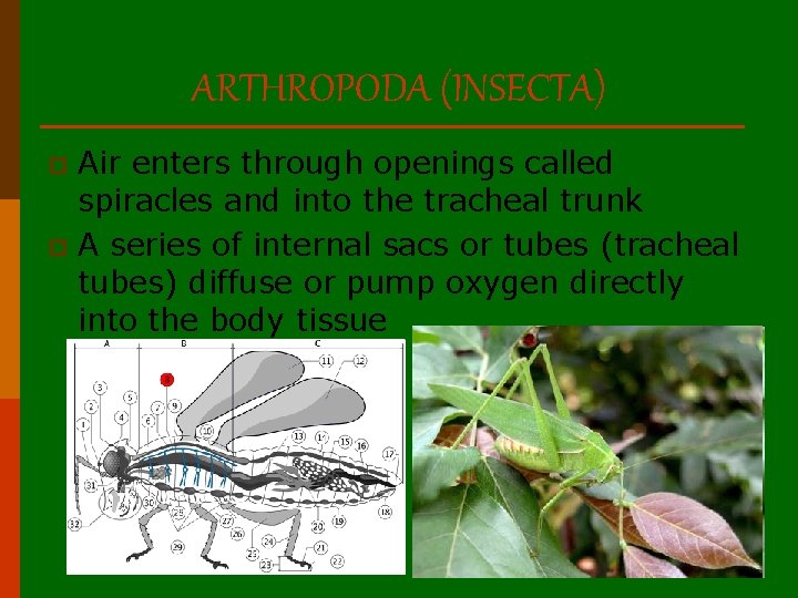 ARTHROPODA (INSECTA) Air enters through openings called spiracles and into the tracheal trunk p