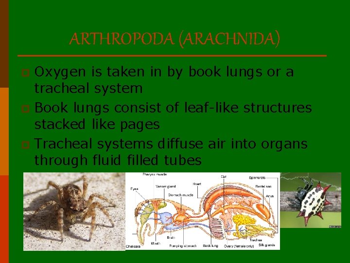 ARTHROPODA (ARACHNIDA) Oxygen is taken in by book lungs or a tracheal system p