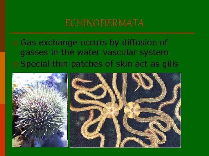 ECHINODERMATA Gas exchange occurs by diffusion of gasses in the water vascular system p