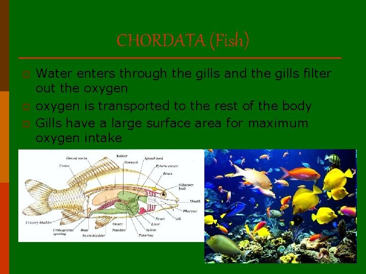 CHORDATA (Fish) p p p Water enters through the gills and the gills filter