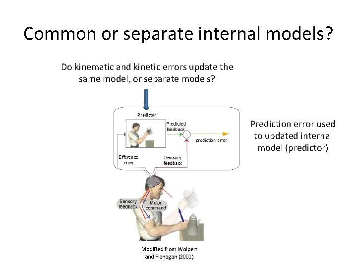 Common or separate internal models? Do kinematic and kinetic errors update the same model,