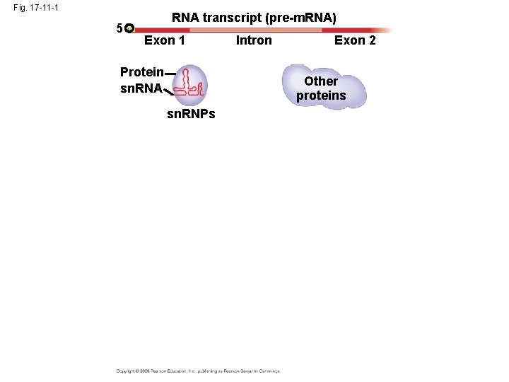 Fig. 17 -11 -1 5 RNA transcript (pre-m. RNA) Exon 1 Protein sn. RNA