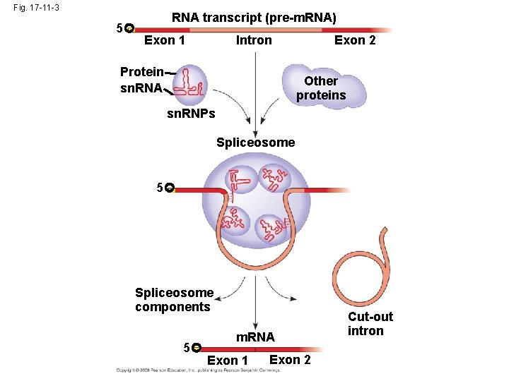 Fig. 17 -11 -3 5 RNA transcript (pre-m. RNA) Exon 1 Intron Protein sn.