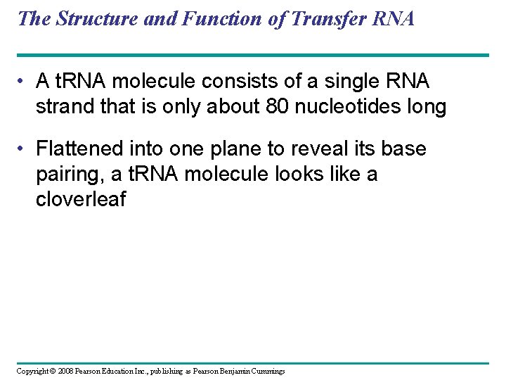 The Structure and Function of Transfer RNA • A t. RNA molecule consists of