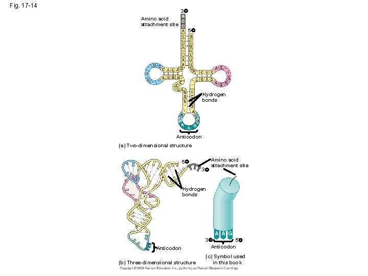 Fig. 17 -14 3 Amino acid attachment site 5 Hydrogen bonds Anticodon (a) Two-dimensional