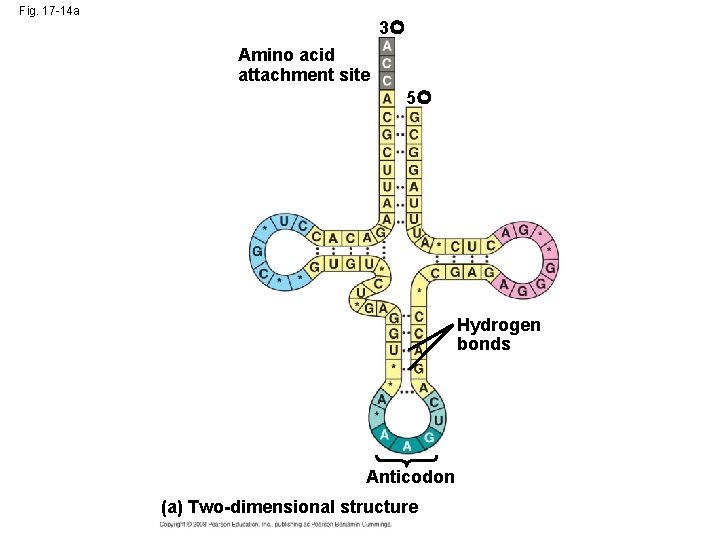 Fig. 17 -14 a 3 Amino acid attachment site 5 Hydrogen bonds Anticodon (a)