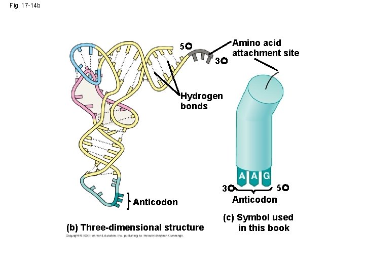 Fig. 17 -14 b 5 3 Amino acid attachment site Hydrogen bonds Anticodon (b)