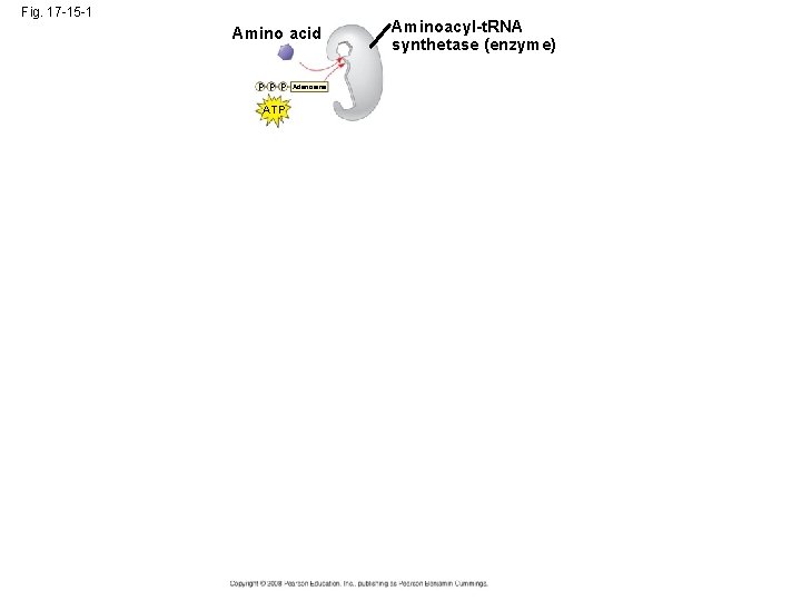 Fig. 17 -15 -1 Amino acid P P P ATP Adenosine Aminoacyl-t. RNA synthetase