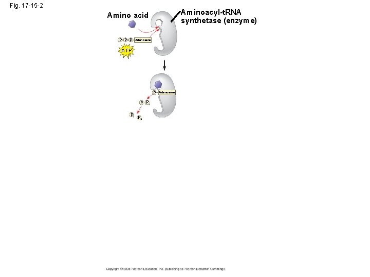 Fig. 17 -15 -2 Aminoacyl-t. RNA synthetase (enzyme) Amino acid P P P Adenosine