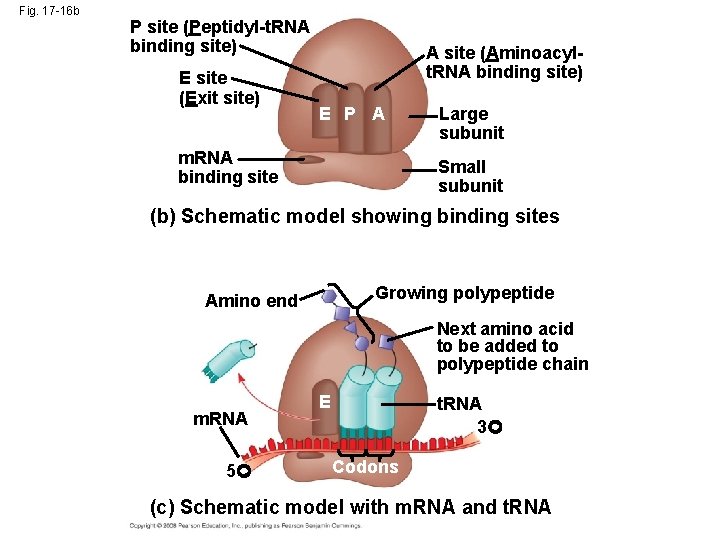 Fig. 17 -16 b P site (Peptidyl-t. RNA binding site) E site (Exit site)