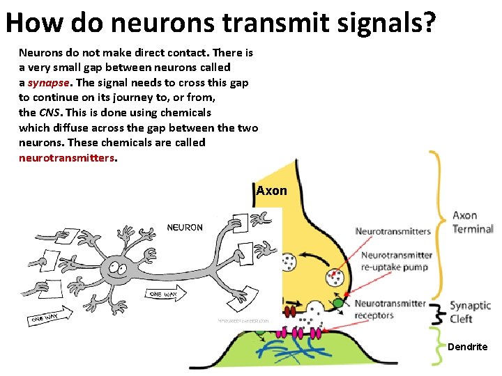 How do neurons transmit signals? Neurons do not make direct contact. There is a