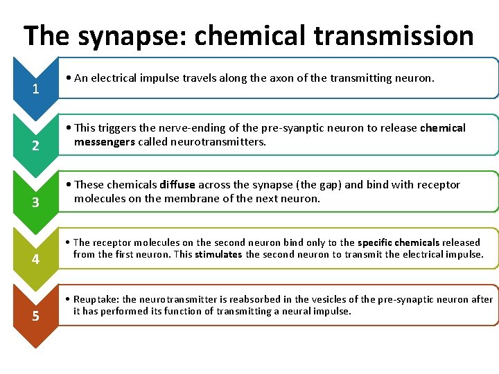 The synapse: chemical transmission 1 • An electrical impulse travels along the axon of