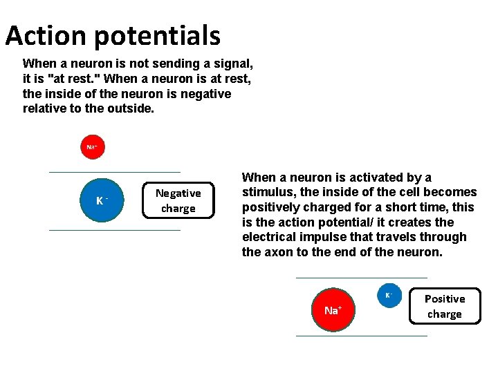 Action potentials When a neuron is not sending a signal, it is "at rest.