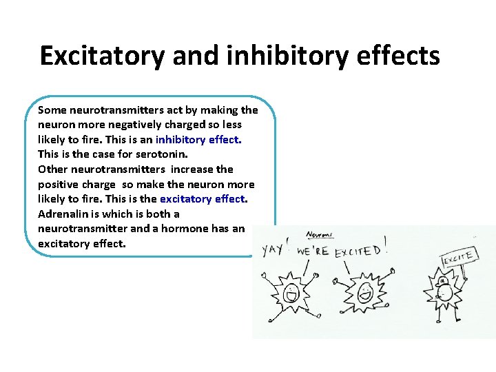 Excitatory and inhibitory effects Some neurotransmitters act by making the neuron more negatively charged