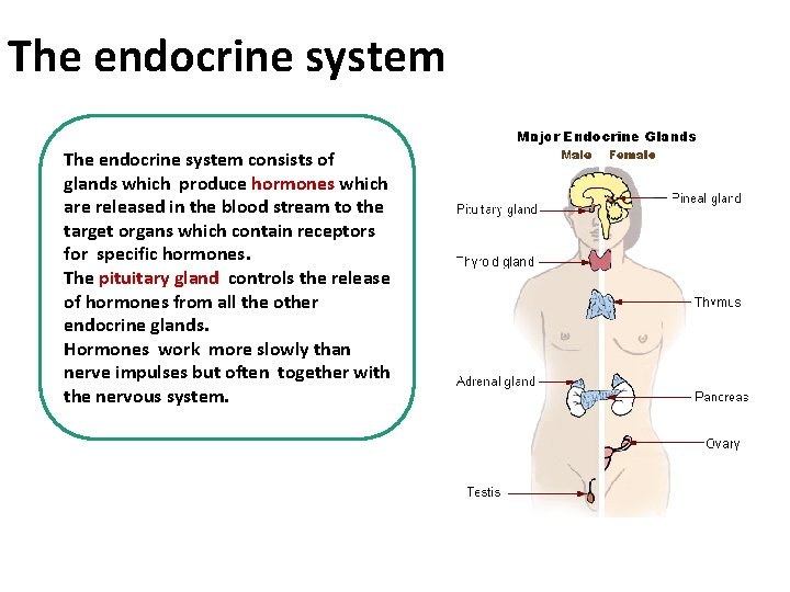 The endocrine system consists of glands which produce hormones which are released in the