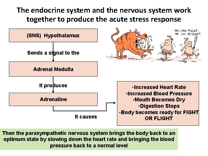 The endocrine system and the nervous system work together to produce the acute stress