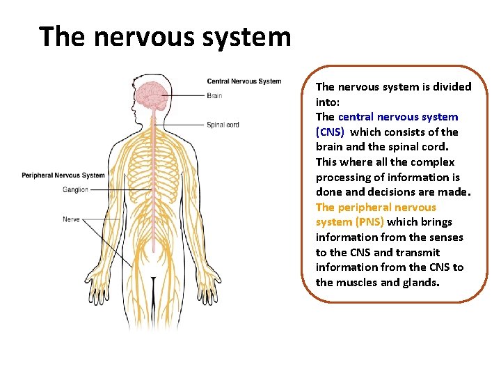 The nervous system is divided into: The central nervous system (CNS) which consists of