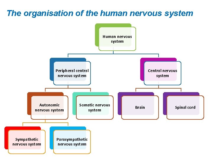 The organisation of the human nervous system Human nervous system Peripheral central nervous system