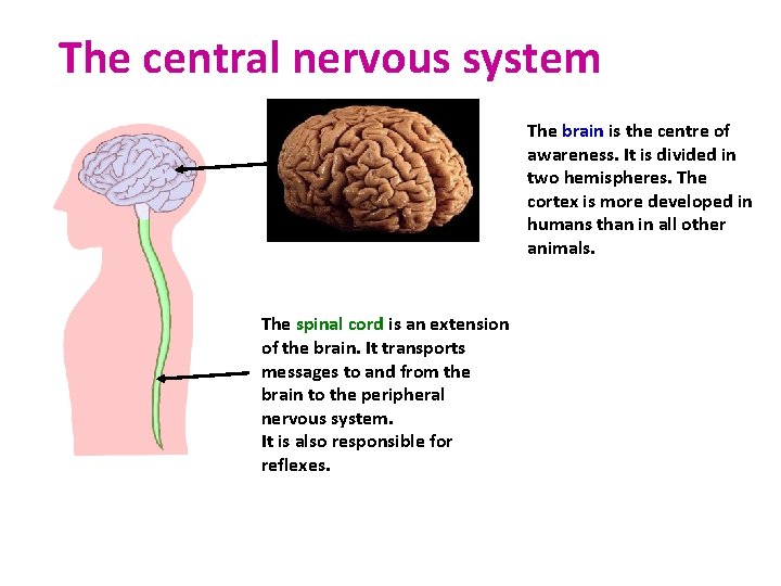 The central nervous system The brain is the centre of awareness. It is divided