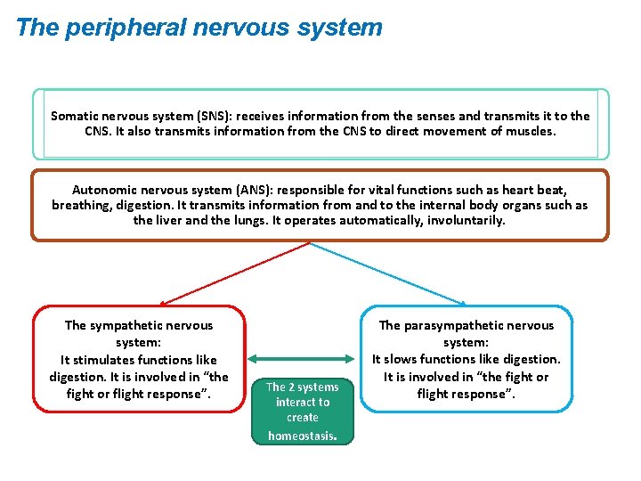 The peripheral nervous system Somatic nervous system (SNS): receives information from the senses and