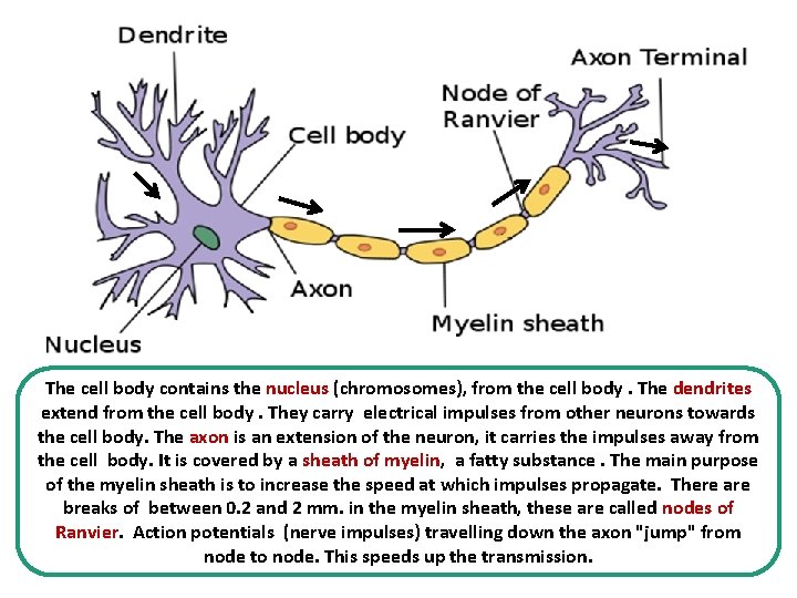 The cell body contains the nucleus (chromosomes), from the cell body. The dendrites extend