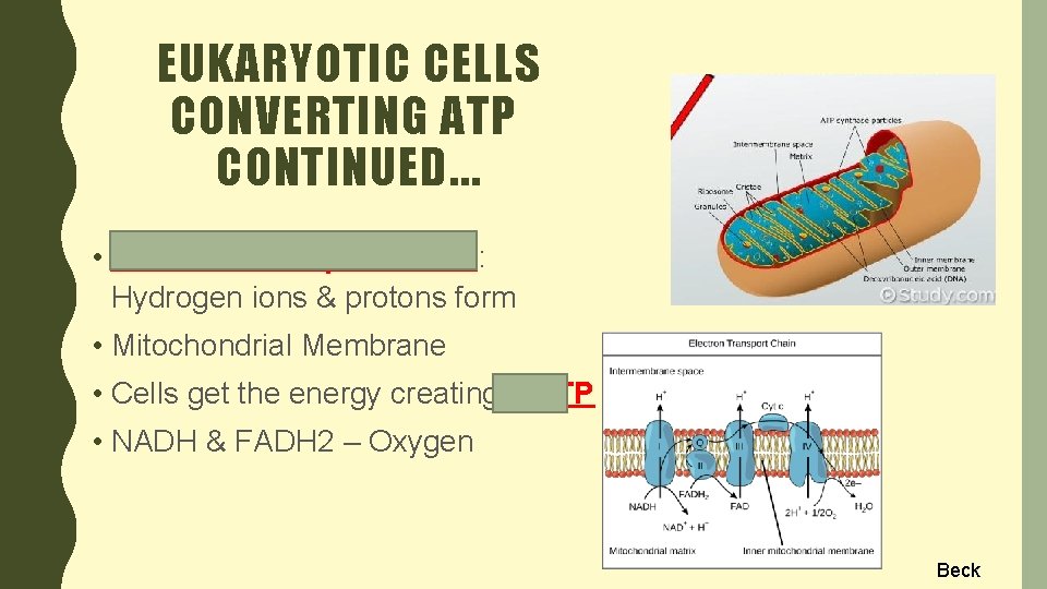 EUKARYOTIC CELLS CONVERTING ATP CONTINUED. . . • Electron Transport Chain: Hydrogen ions &