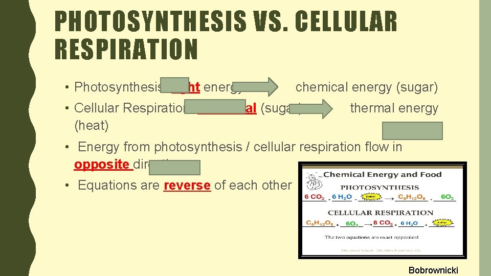 PHOTOSYNTHESIS VS. CELLULAR RESPIRATION • Photosynthesis: light energy chemical energy (sugar) • Cellular Respiration: