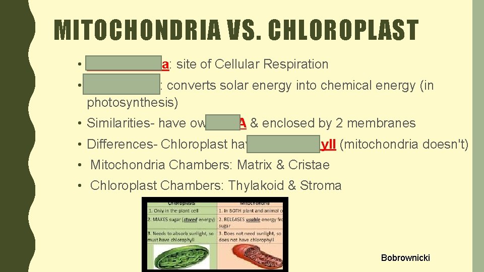 MITOCHONDRIA VS. CHLOROPLAST • Mitochondria: site of Cellular Respiration • Chloroplast: converts solar energy