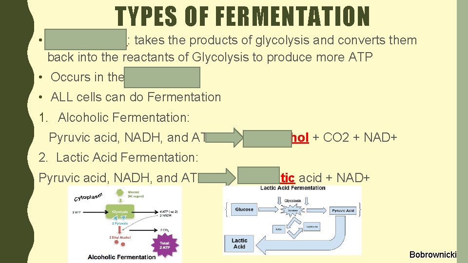 TYPES OF FERMENTATION • Fermentation: takes the products of glycolysis and converts them back