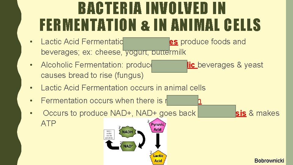 BACTERIA INVOLVED IN FERMENTATION & IN ANIMAL CELLS • Lactic Acid Fermentation: prokaryotes produce