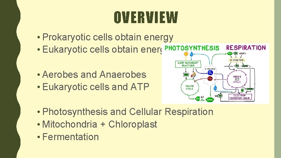 OVERVIEW • Prokaryotic cells obtain energy • Eukaryotic cells obtain energy • Aerobes and