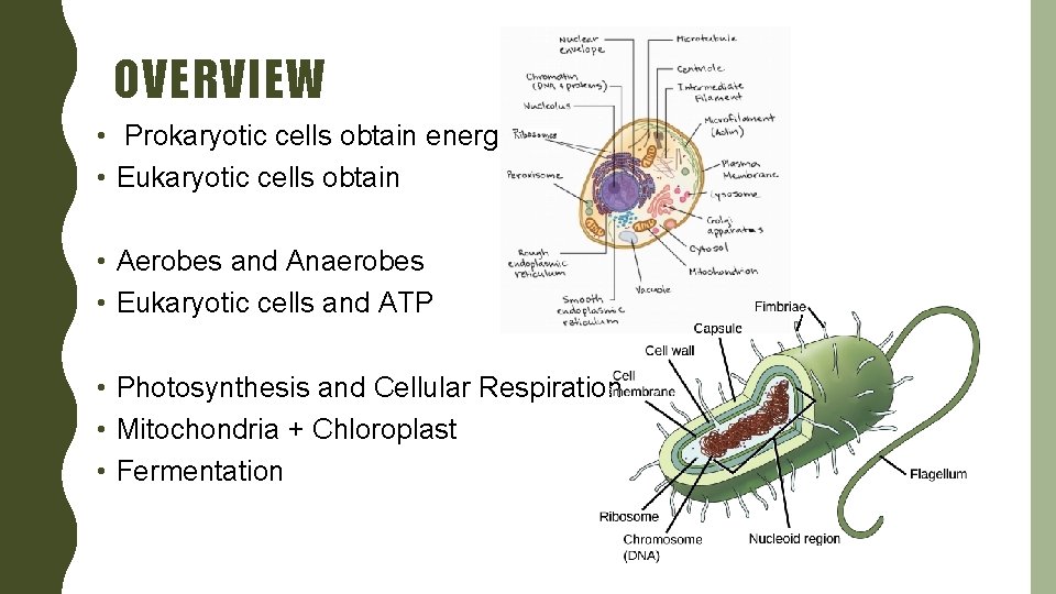 OVERVIEW • Prokaryotic cells obtain energy • Eukaryotic cells obtain • Aerobes and Anaerobes