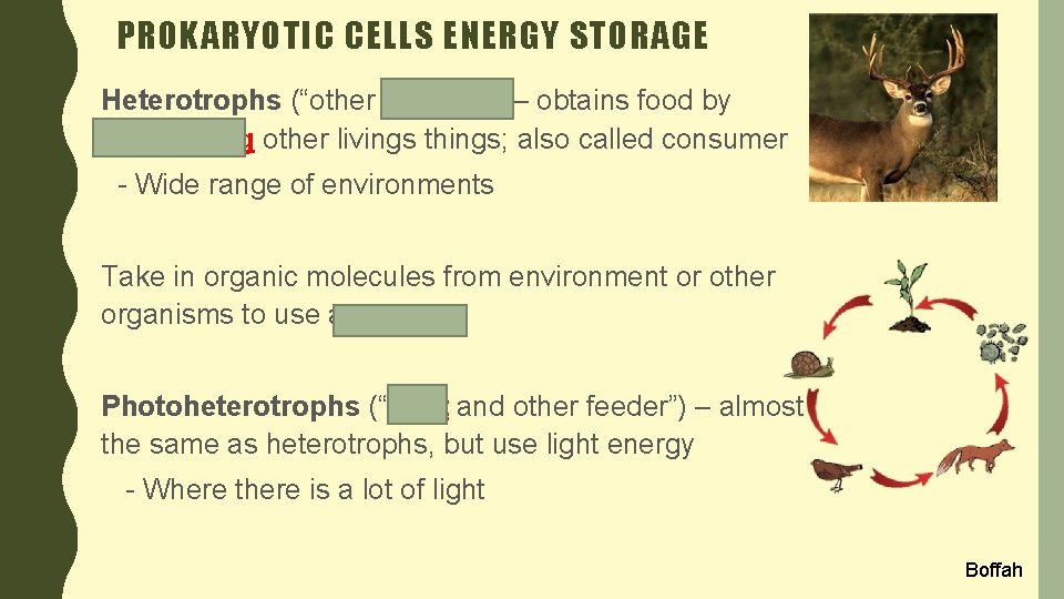 PROKARYOTIC CELLS ENERGY STORAGE Heterotrophs (“other feeders”) – obtains food by consuming other livings