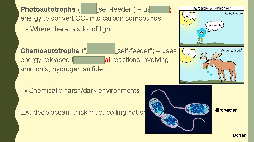 Photoautotrophs (“light self-feeder”) – use light energy to convert CO 2 into carbon compounds
