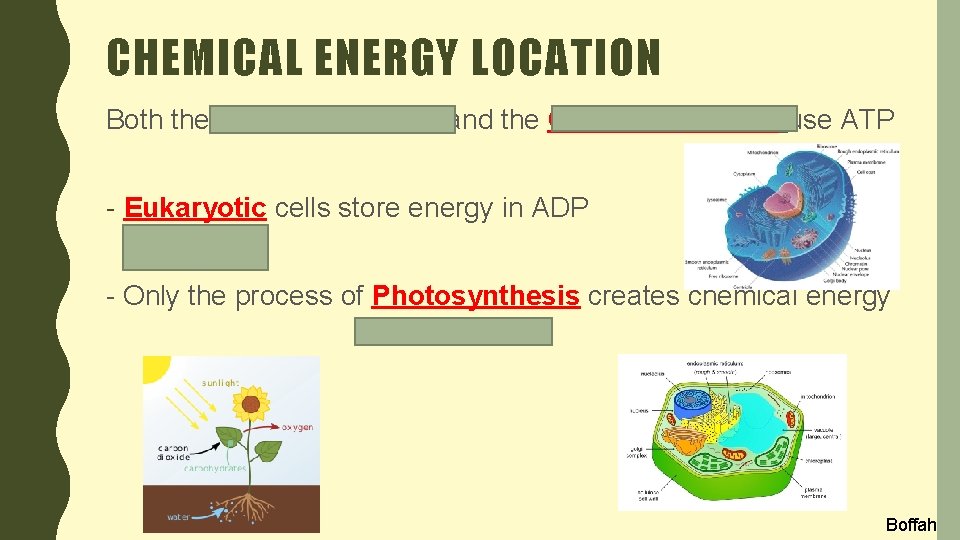 CHEMICAL ENERGY LOCATION Both the MITOCHONDRIA and the CHLOROPLASTS use ATP - Eukaryotic cells