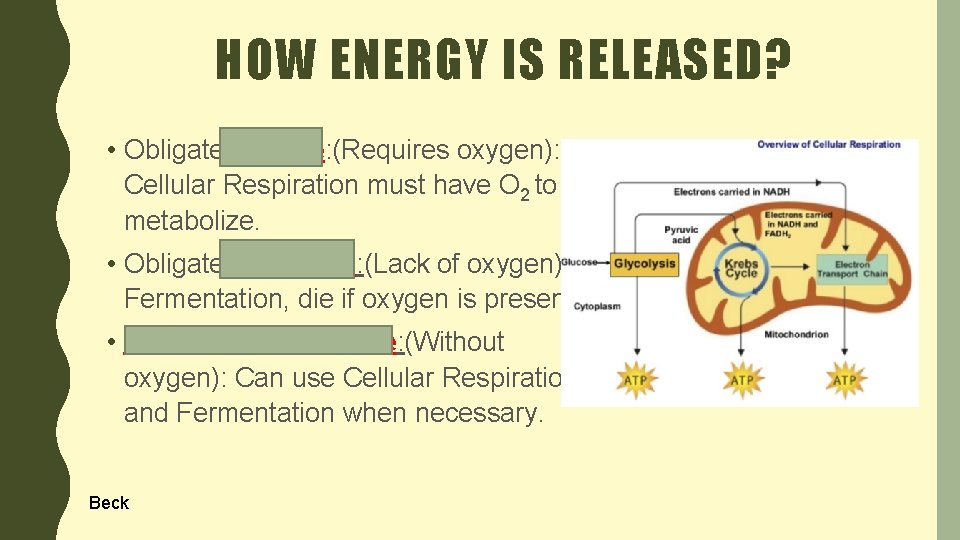 HOW ENERGY IS RELEASED? • Obligate Aerobe: (Requires oxygen): Cellular Respiration must have O
