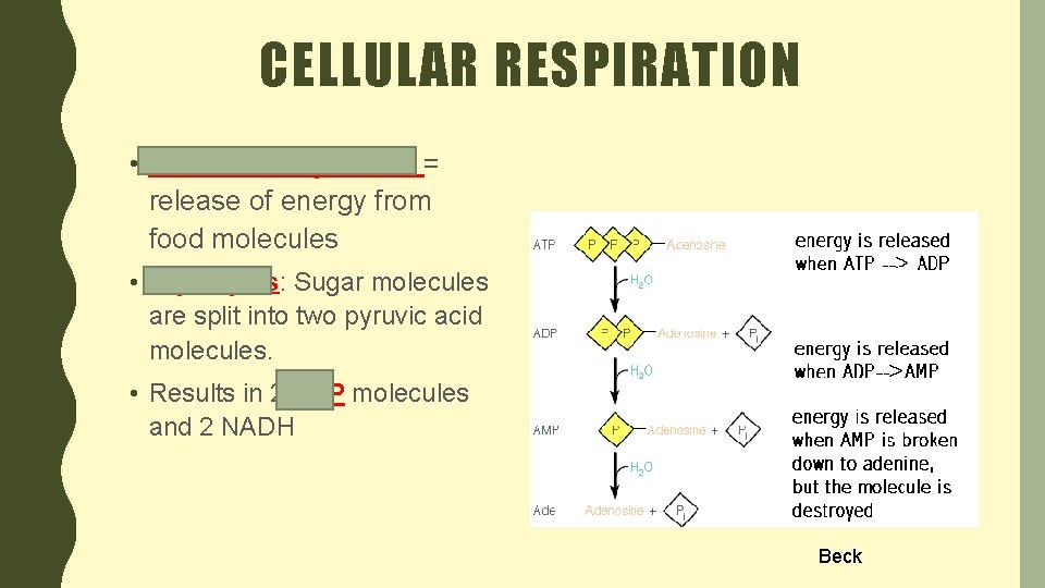 CELLULAR RESPIRATION • Cellular Respiration = release of energy from food molecules • Glycolysis: