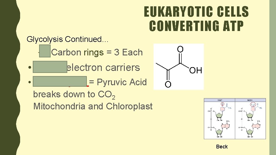 EUKARYOTIC CELLS CONVERTING ATP Glycolysis Continued… – 6 Carbon rings = 3 Each •