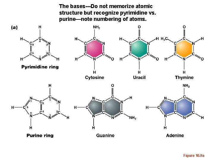 The bases---Do not memorize atomic structure but recognize pyrimidine vs. purine—note numbering of atoms.