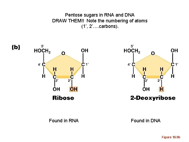 Pentose sugars in RNA and DNA DRAW THEM!! Note the numbering of atoms (1’,