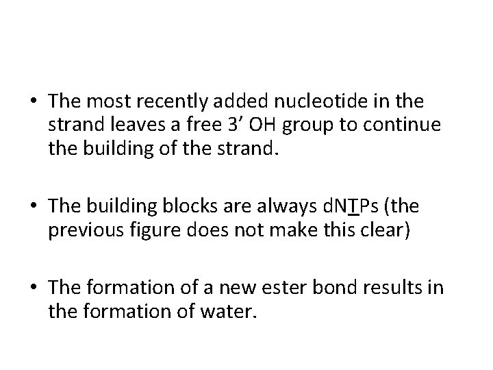  • The most recently added nucleotide in the strand leaves a free 3’