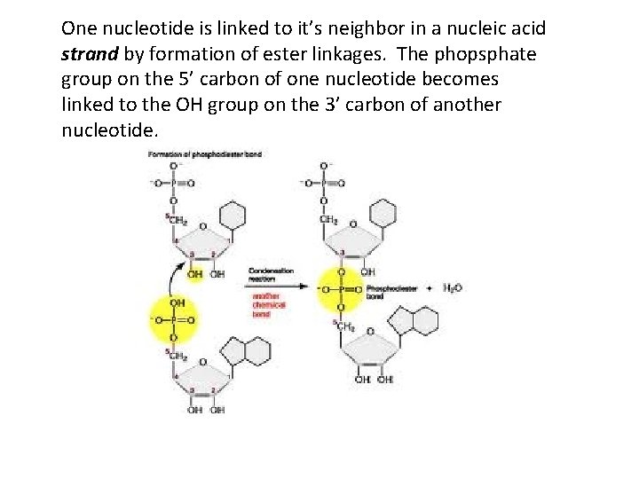 One nucleotide is linked to it’s neighbor in a nucleic acid strand by formation