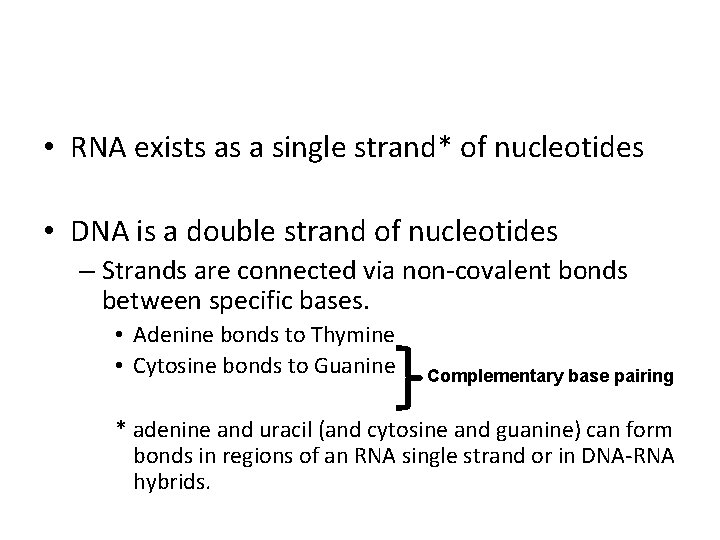  • RNA exists as a single strand* of nucleotides • DNA is a
